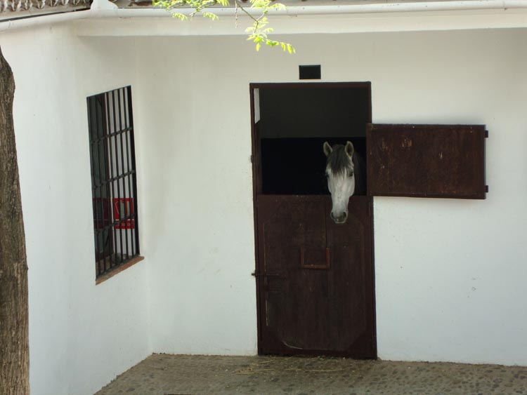 Ronda-018
